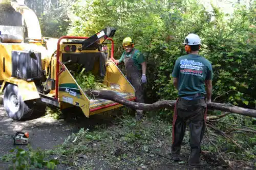 tree services Converse